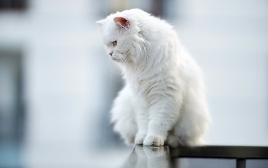 Кот пушистый белый