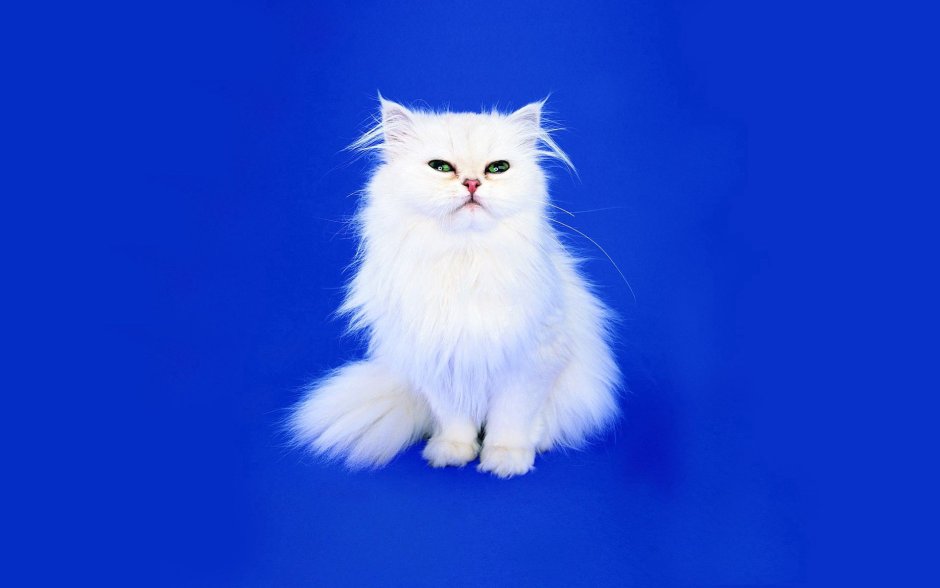 Котик на синем фоне