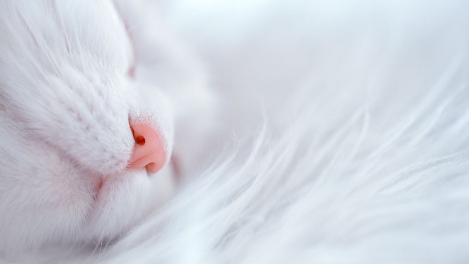 Кошка белая