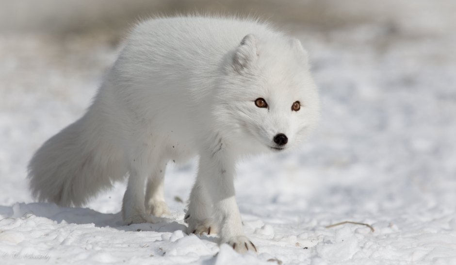 Песец (Alopex lagopus)
