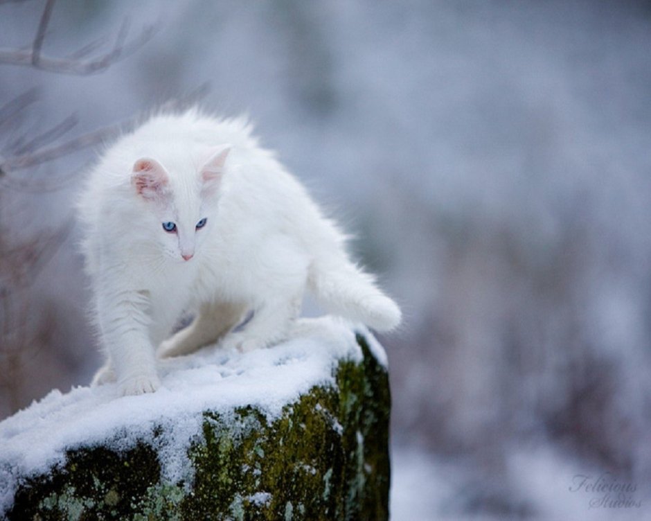 Норвежская Лесная кошка белая