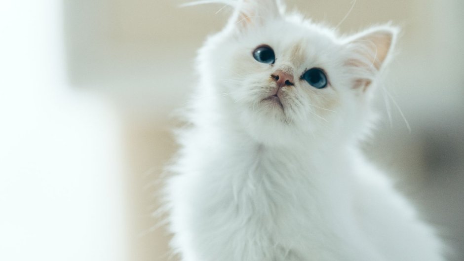 Котики белого цвета на экран телефона