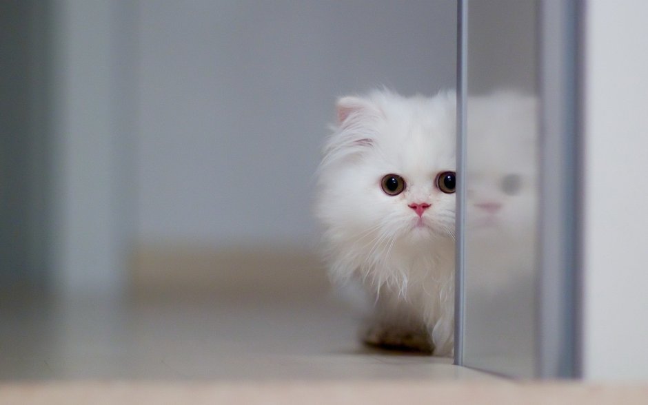Маленькие котята пушистые