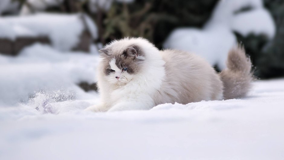 Аляскинский Сноу Кэт
