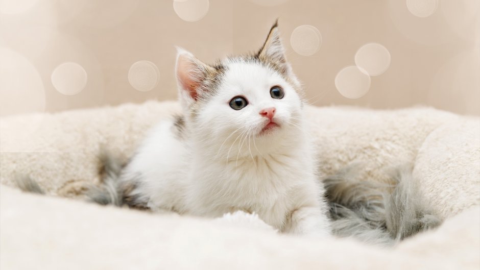 Милые мордочки котят