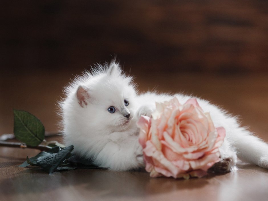 Нежные котята