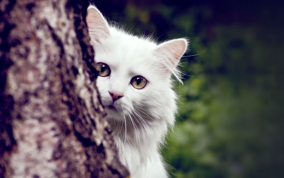 Кошка белая