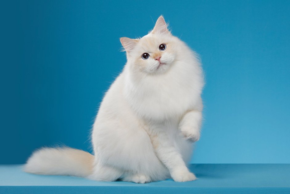 Белый кот