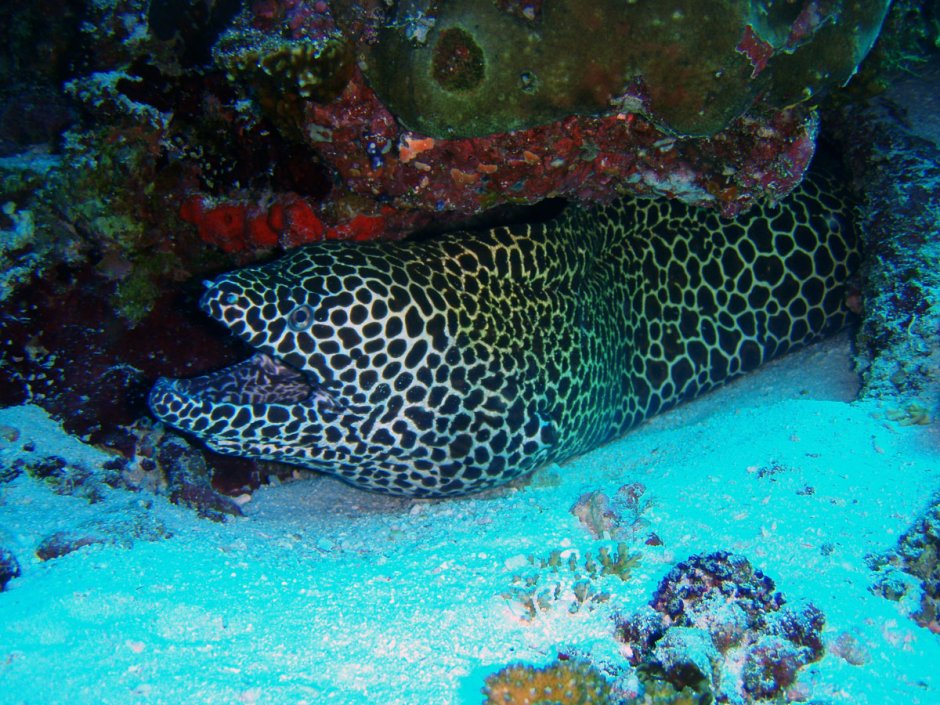 Gymnothorax favagineus / леопардовая мурена
