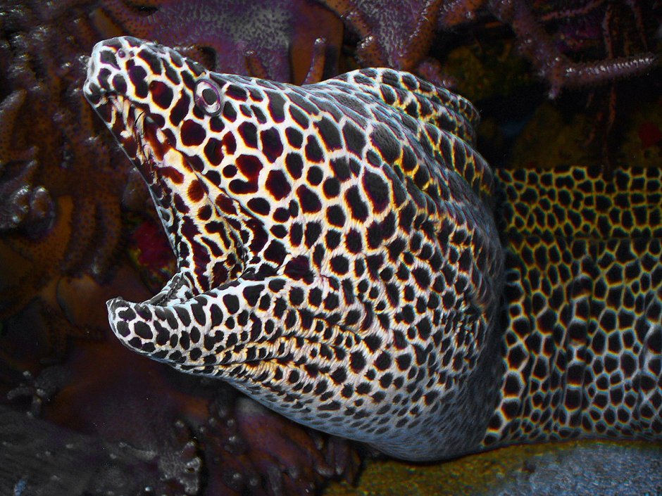 Gymnothorax favagineus / леопардовая мурена