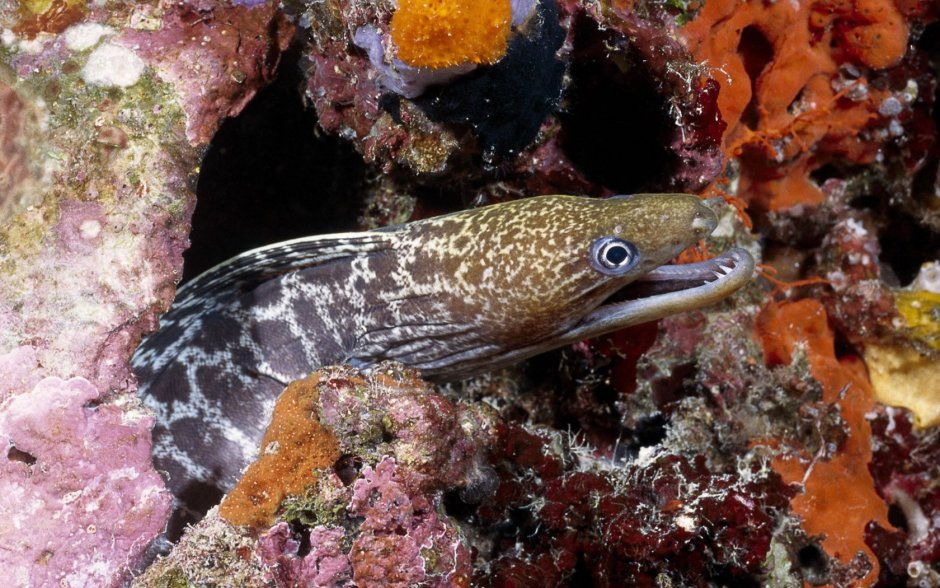Gymnothorax favagineus