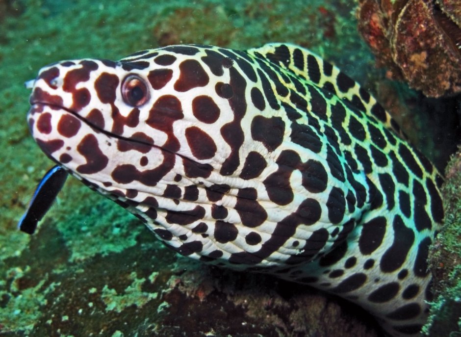 Gymnothorax zonipectis