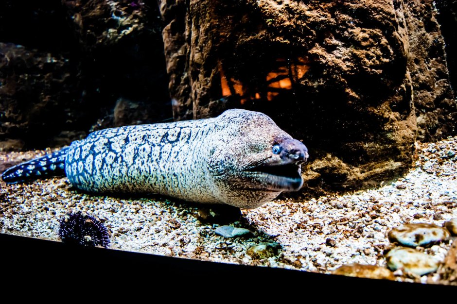 Enchelycore anatina
