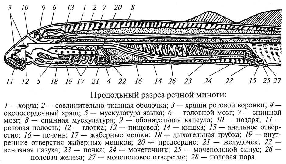 Мурена в Греции