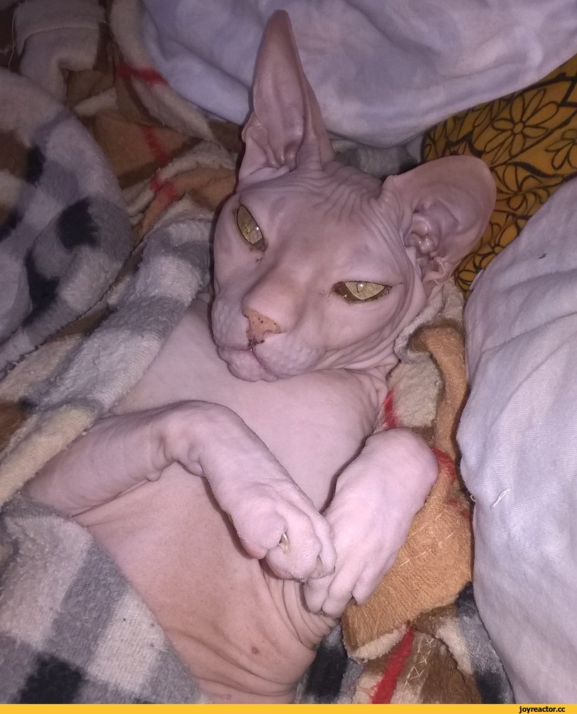 Лысый кот на черном фоне