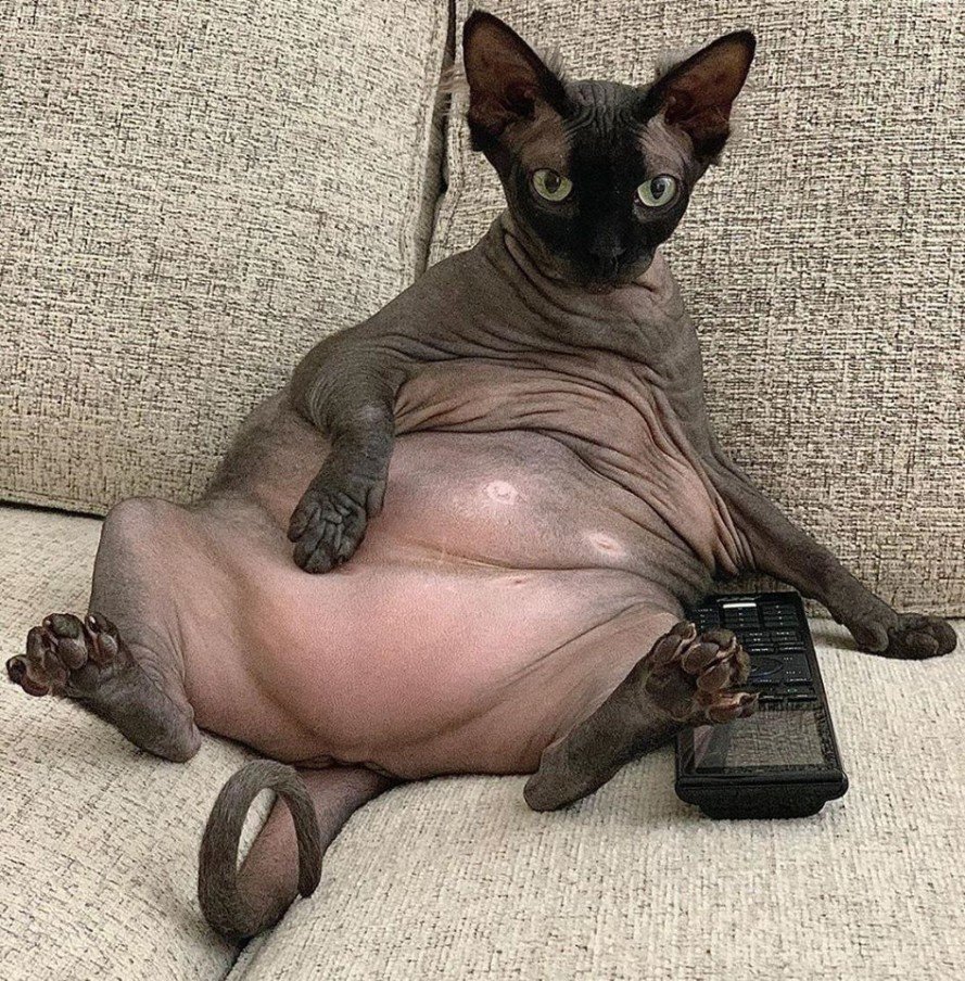 Голубой канадский сфинкс