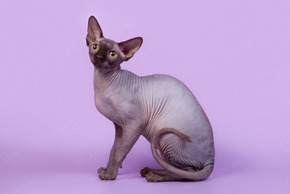 Лилак Пойнт сфинкс