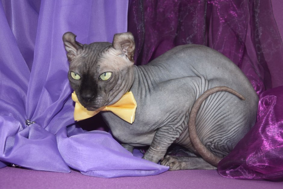 Сфинкс Эльф черный