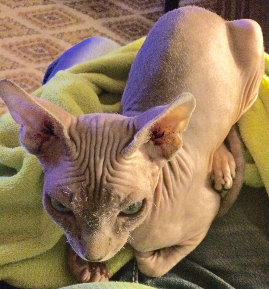 Сфинкс 1999 года