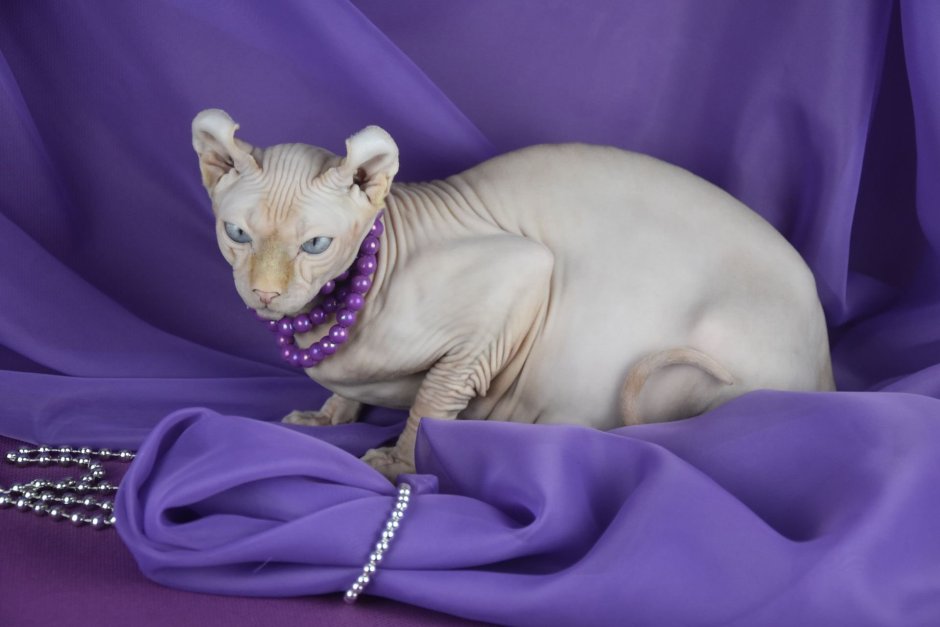 Эльф порода кошек взрослый