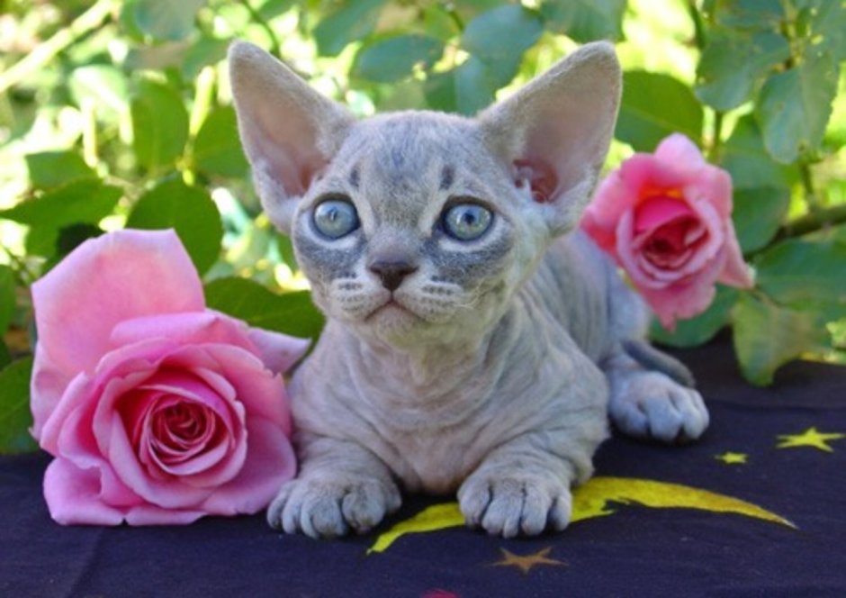 Шапка для сфинкса