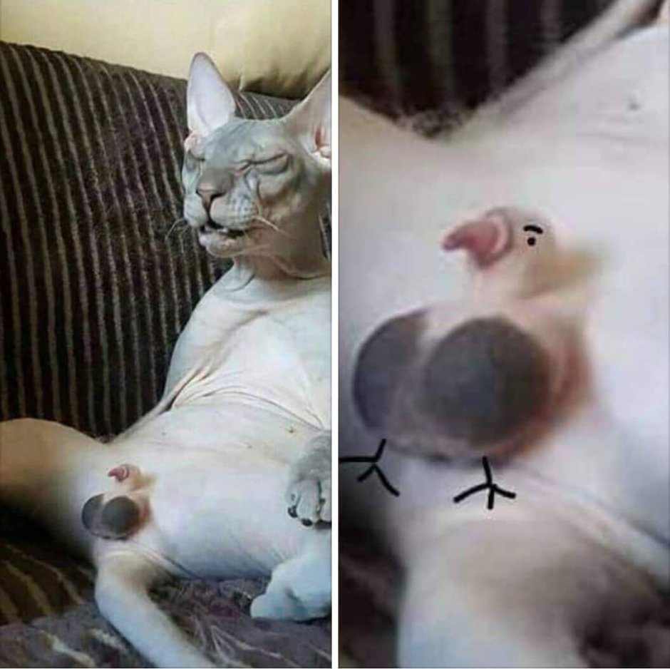 Сфинкс кошка окрасы фото