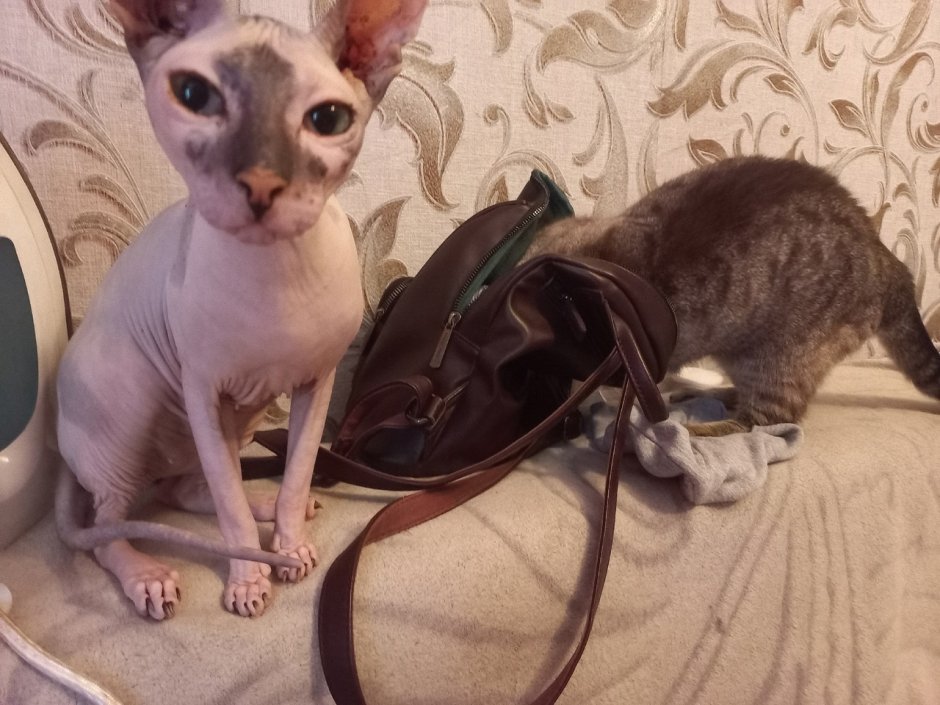 Сфинкс лежит