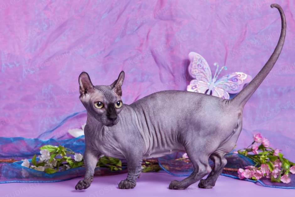 Двэльф порода кошек