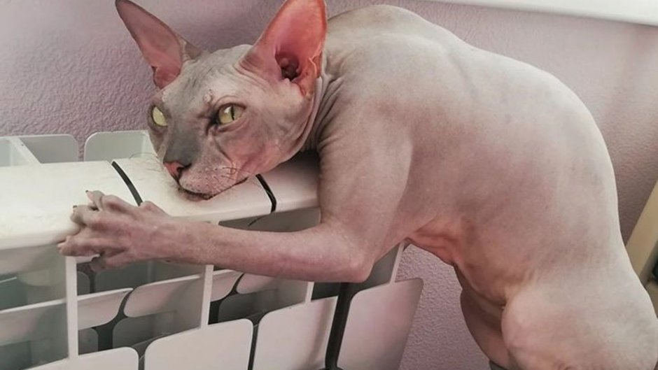 Сфинкс с цветами