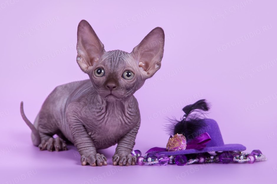 Канадский сфинкс котята