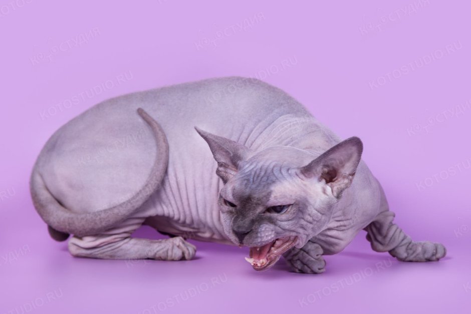 Белый сфинкс с карими глазами