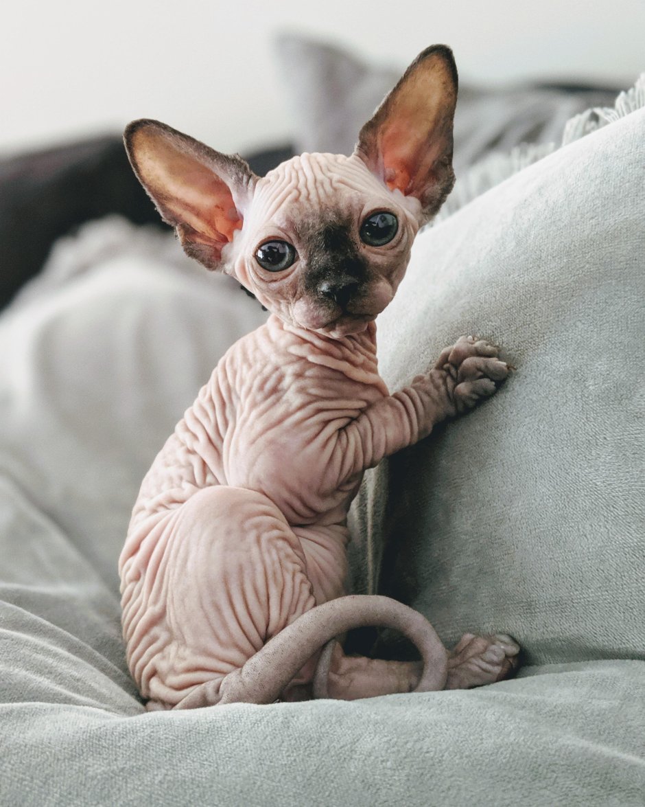 Маникюр сфинкс