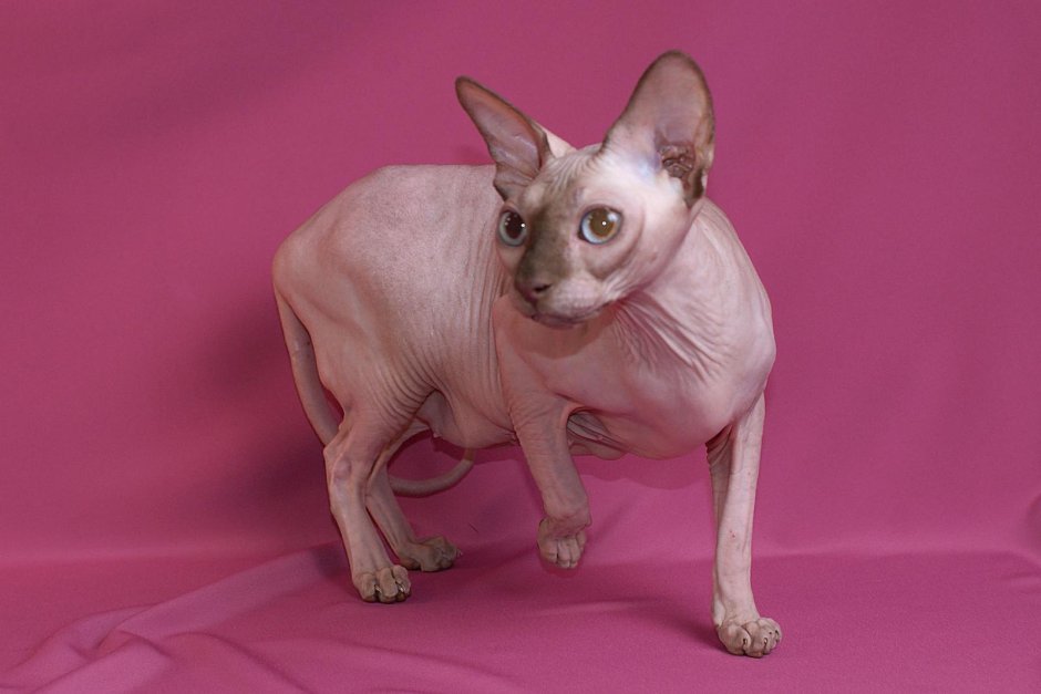 Заворот века у донских сфинксов