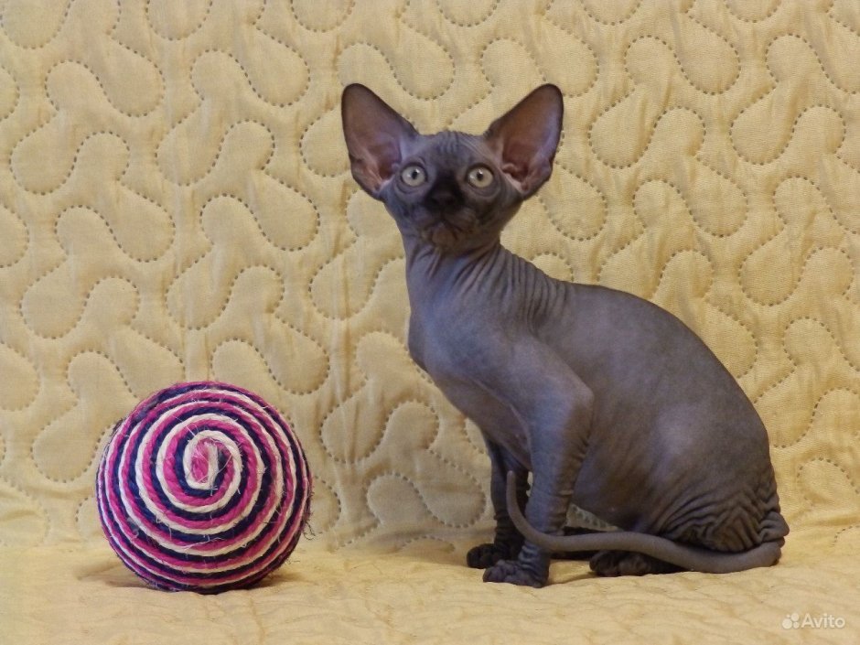 Коты канадский сфинкс