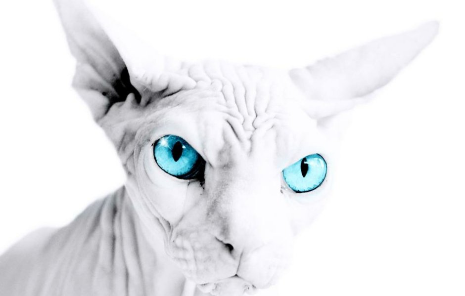 Смешные Донские сфинксы