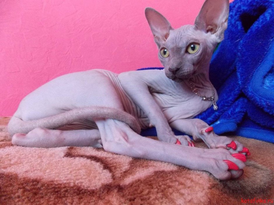 Антицарапки для кошек сфинкс
