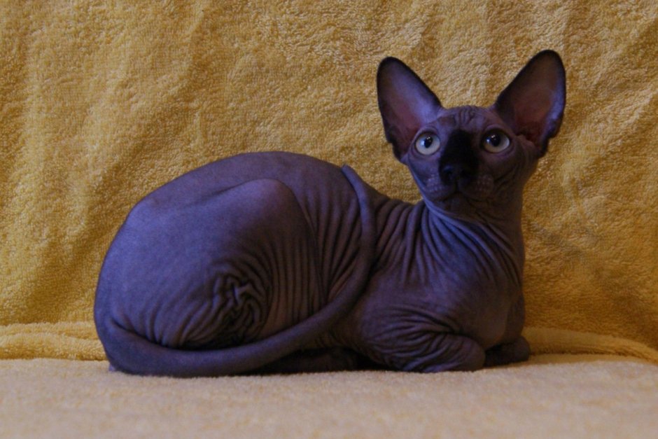 Сфинкс флок