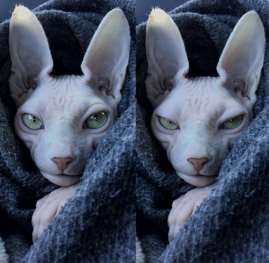 Донской сидячий сфинкс