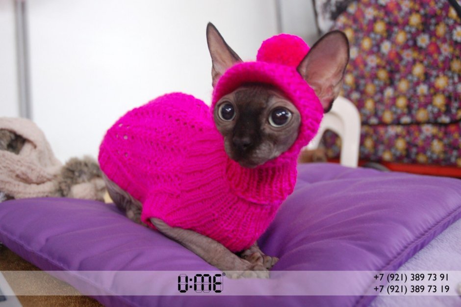 Маленький котенок сфинкс черный