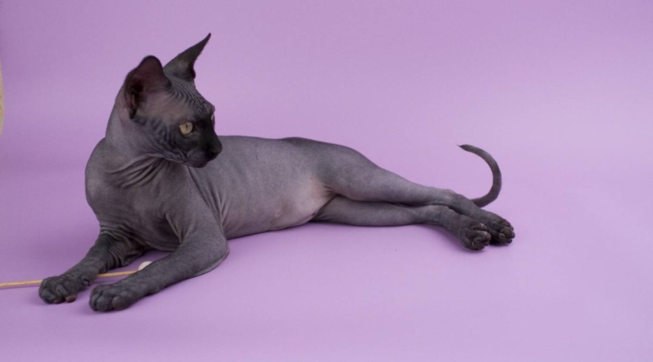 Кот сфинкс