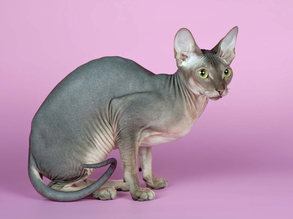 Сфинкс для срисовки