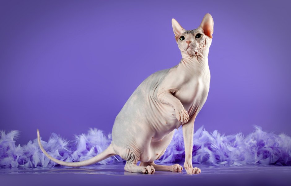 Лавандовый сфинкс