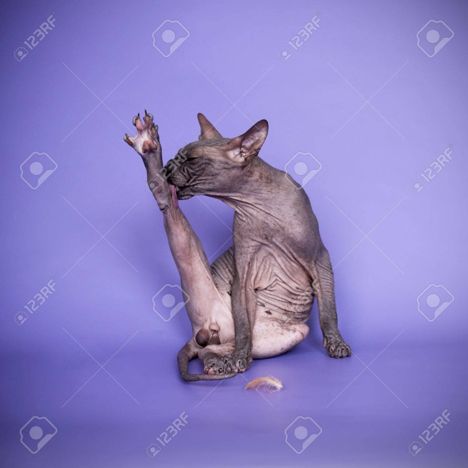 Кот сфинкс вылизывается