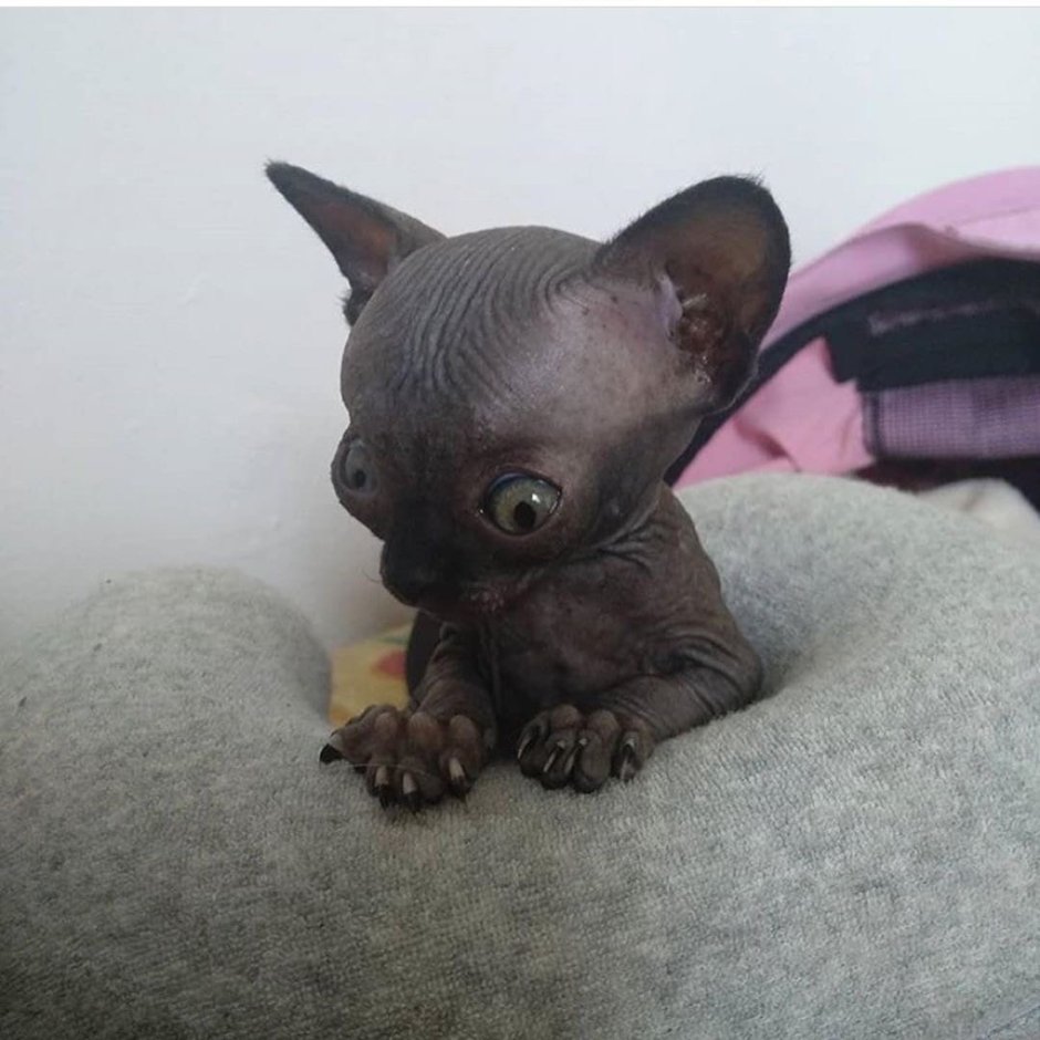 Египетская кошка сфинкс