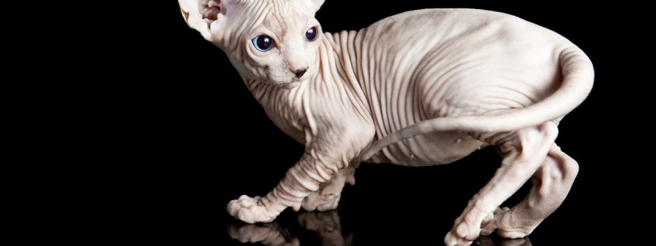 Донской сфинкс кошка