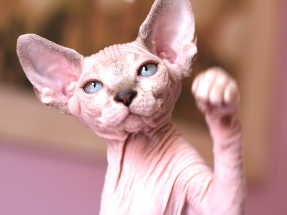 Кошка сфинкс умывается