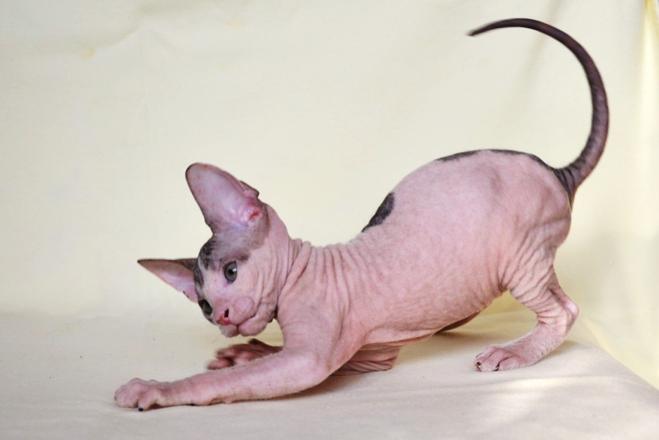 Жирный сфинкс