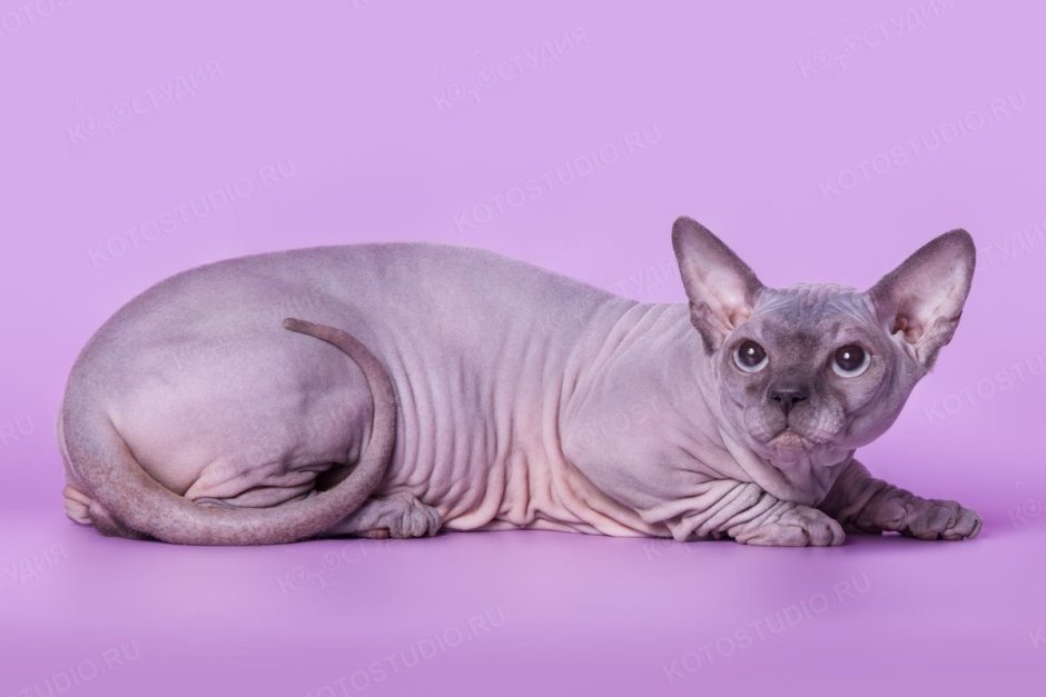 Голубой канадский сфинкс SPH a33