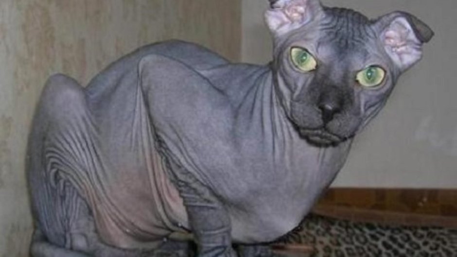 Канадский сфинкс черный