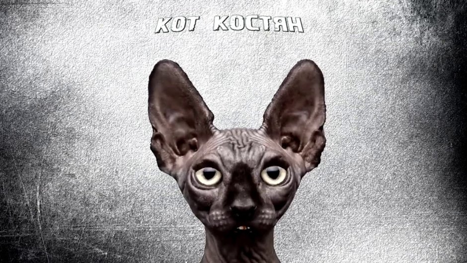 Кот Костян ютуб